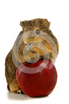 Guinea pig eats an apple