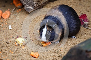 Guinea pig eats carrot