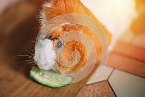 guinea pig eats cucumber from human hands. Feeding pets with natural food. Real life at home. Soft focus. Selective