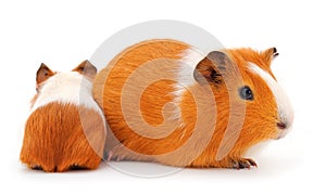Guinea pig family isolated