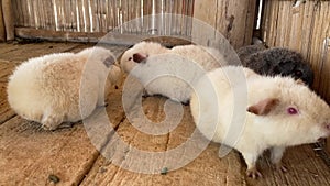 guinea pig in farm. cute pet animal about pig or mouse.