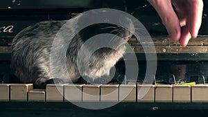 The guinea pig is found on old piano keys. Funny pet. static frame.