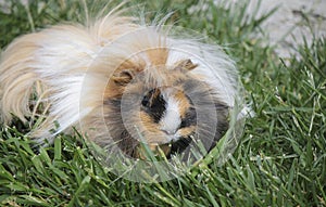 Guinea pig
