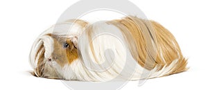 Guinea pig in front of white background
