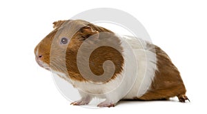 Guinea pig in front of a white background