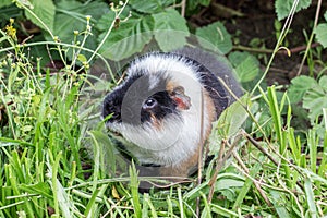 Guinea pig in a garden