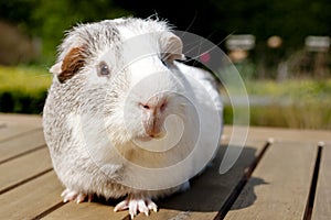 Guinea pig in garden