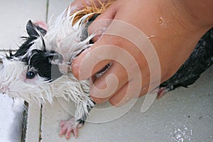 Guinea pig getting a bath