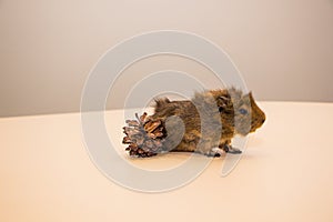 Guinea pig in glasses