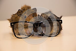 Guinea pig in glasses