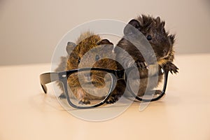 Guinea pig in glasses