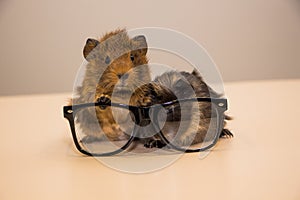 Guinea pig in glasses