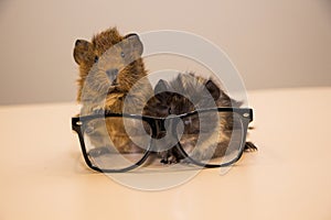 Guinea pig in glasses