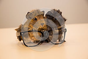 Guinea pig in glasses