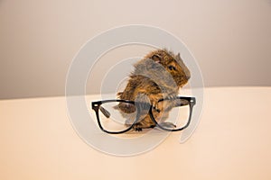 Guinea pig in glasses