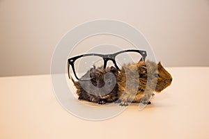 Guinea pig in glasses