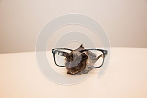 Guinea pig in glasses