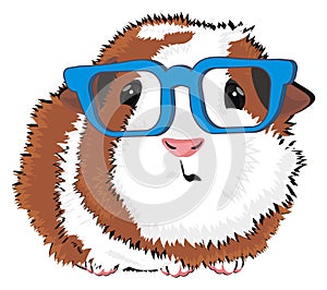 Guinea pig in glasses