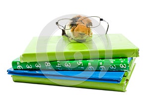 Guinea pig with glasses on a stack of schoolbooks