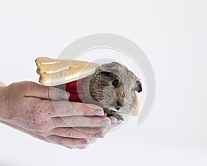 Guinea pig in golden wings rests in a womans hands and prepares to fly