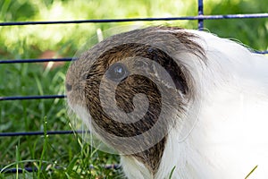 Guinea pig in grass