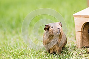 Guinea pig on the grass