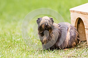 Guinea pig on the grass