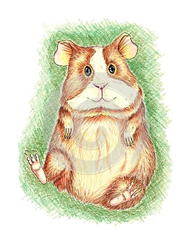 Guinea pig in the grass with colored pencils
