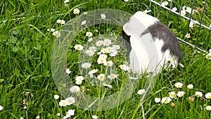 Guinea pig in the grass eating.