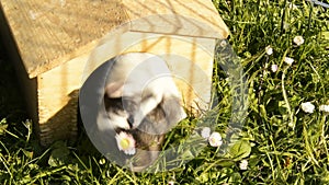 Guinea pig in the grass eating.