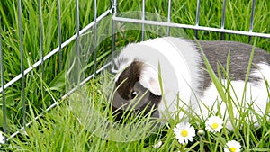 Guinea pig in the grass eating.