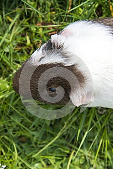 Guinea pig in the grass eating.