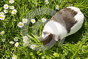 Guinea pig in the grass eating.