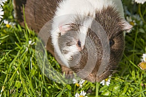 Guinea pig in the grass eating.