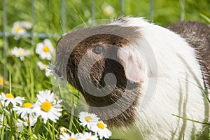 Guinea pig in the grass eating.