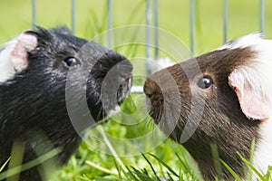 Guinea pig in the grass eating.