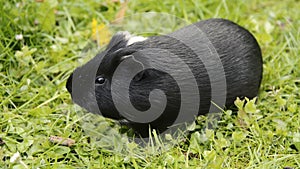 Guinea pig in the grass eating.