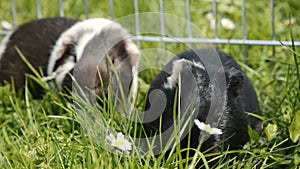 Guinea pig in the grass eating.