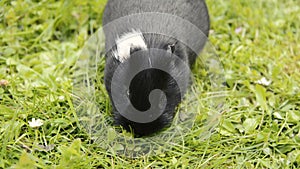 Guinea pig in the grass eating.