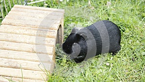 Guinea pig in the grass eating.