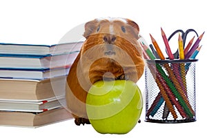 Guinea pig, green apple and school supplies