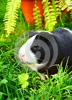 Guinea pig in green grass.