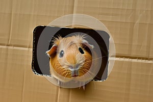 guinea pig halfway through a hole in a cardboard playhouse