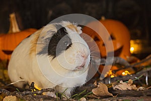 Guinea Pig at Halloween with Pumpkin