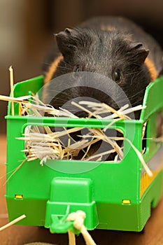 Guinea pig on hay in trailer
