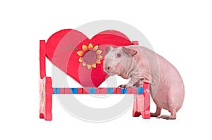 Guinea pig and a heart shaped bench