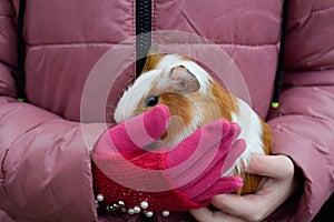 Guinea pig held by a child, pet