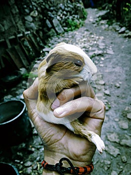 Guinea pig held with one hand