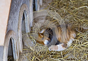 Guinea Pig