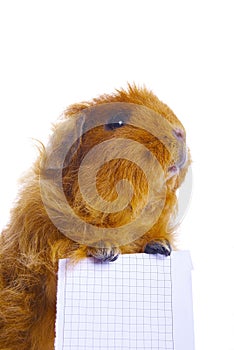 Guinea pig holding blank sign isolated